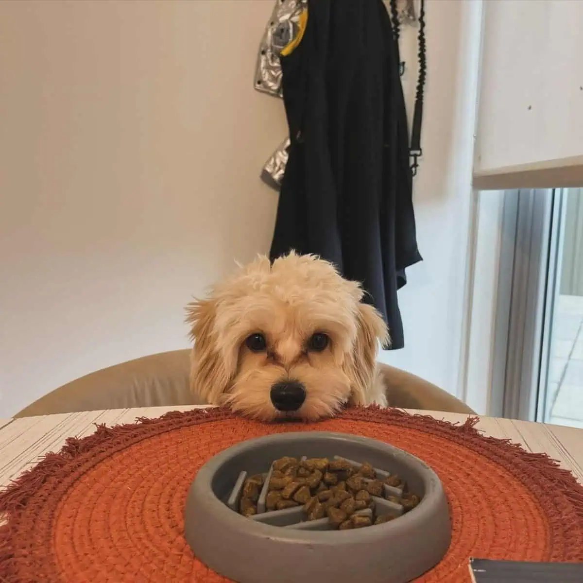 Cavapoo with its slow feeder bowl