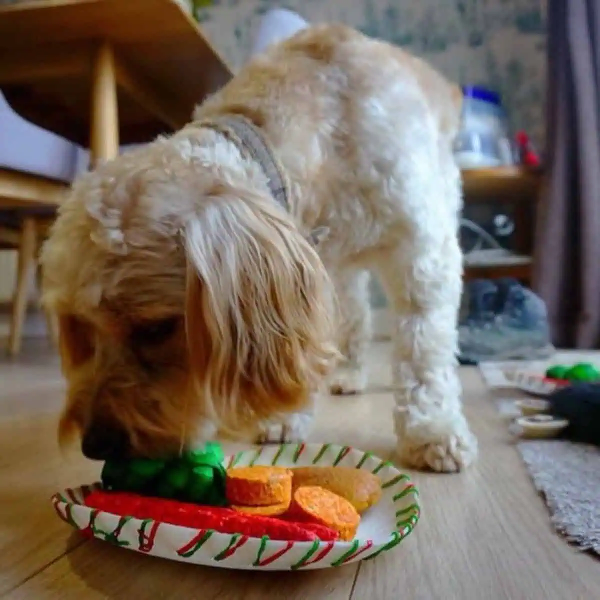choose healthy food options for Cavapoo