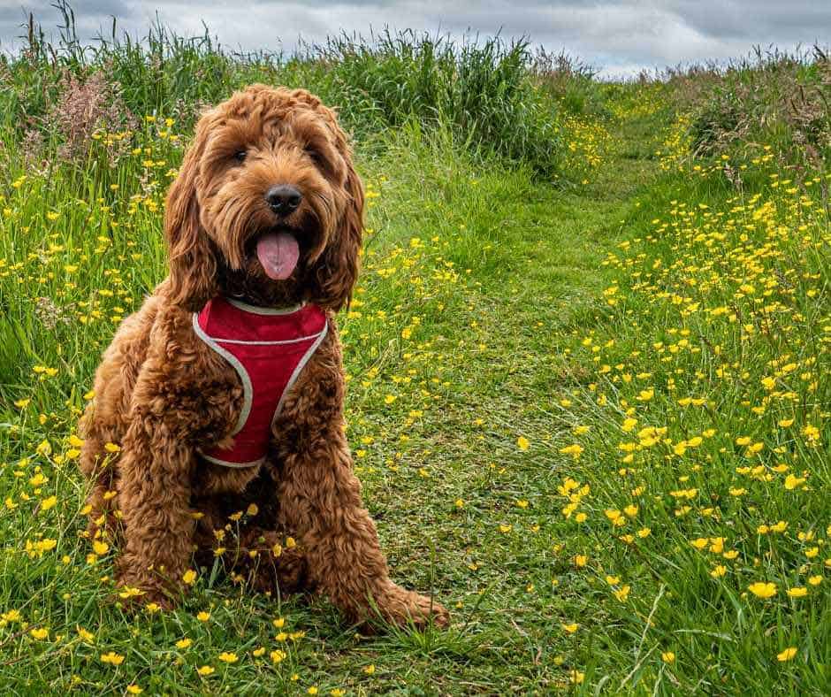 red harness on a red cockapoo