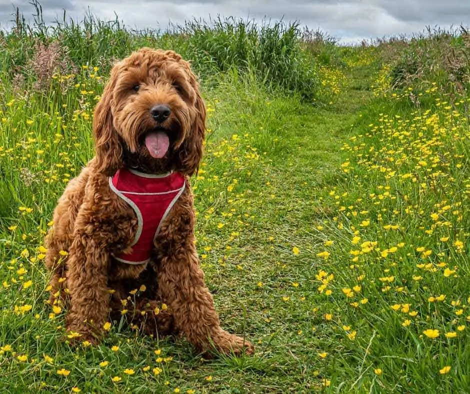 cockapoo harness