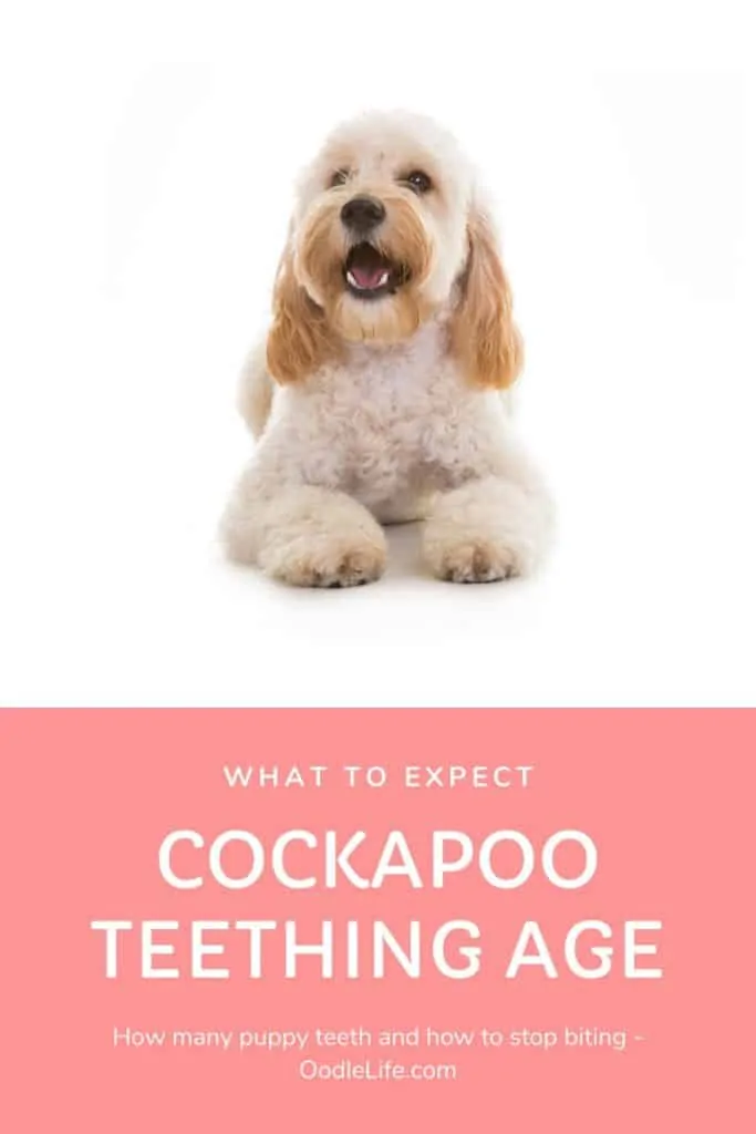 cockapoo teething age