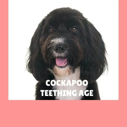 Correct Cockapoo Teething Age – How Long Do Cockapoo Puppies Teeth? 1
