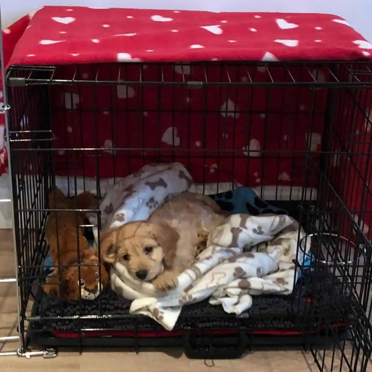 comfortable bed for Cockapoo
