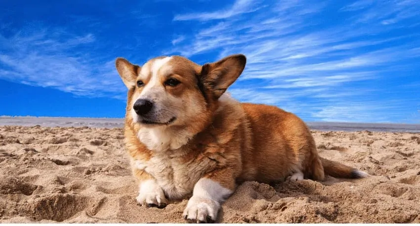 corgi at the beach