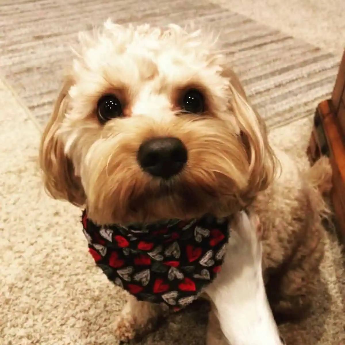 curious Cavapoo wearing bandana