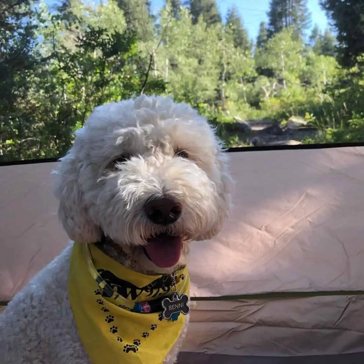 dog in a camp