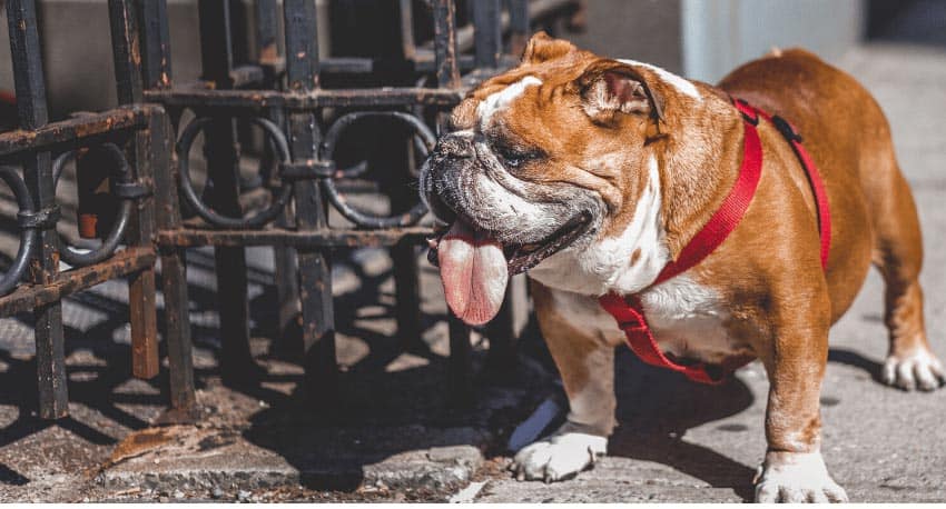 a bulldog with its tongue out