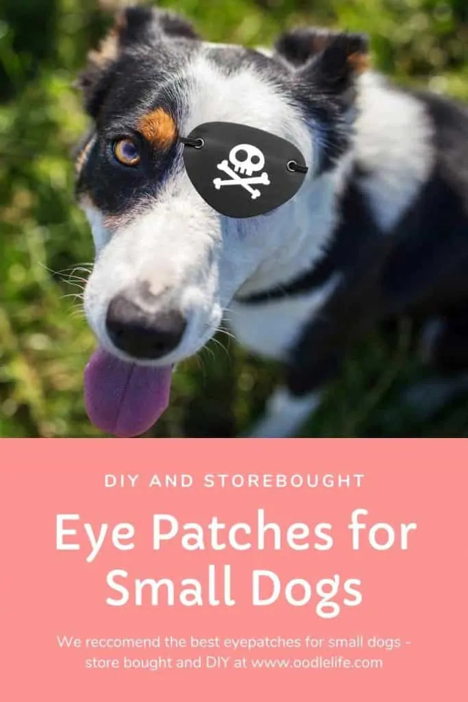 eye patch for small dog