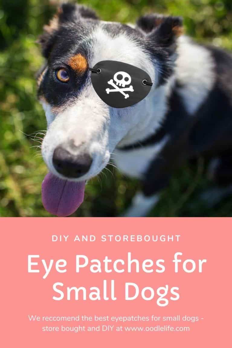 3 Best Eye Patch For Small Dog DIY Or Budget Online Options Oodle Life