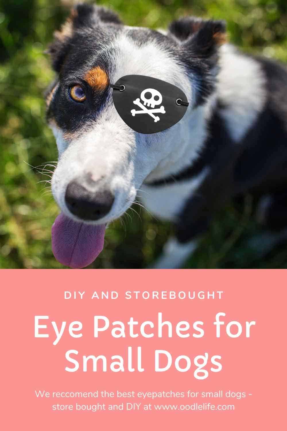 3 Best Eye Patch For Small Dog DIY Or Budget Online Options Oodle Life