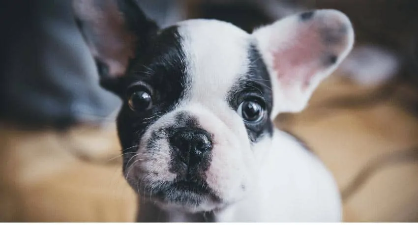 a small french bulldog sitting