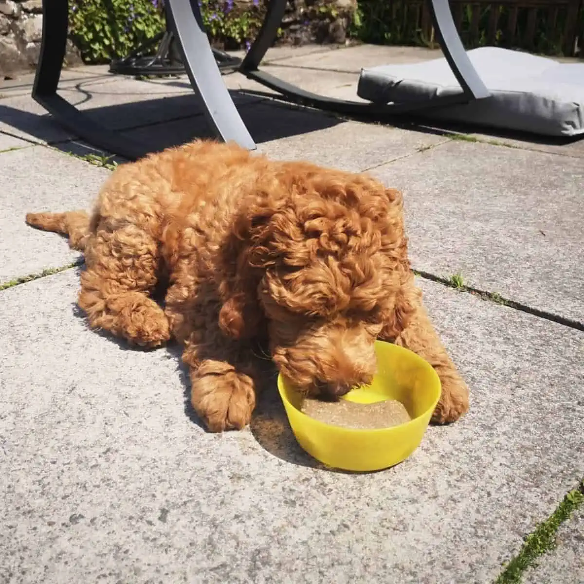 frozen treat for Cockapoo