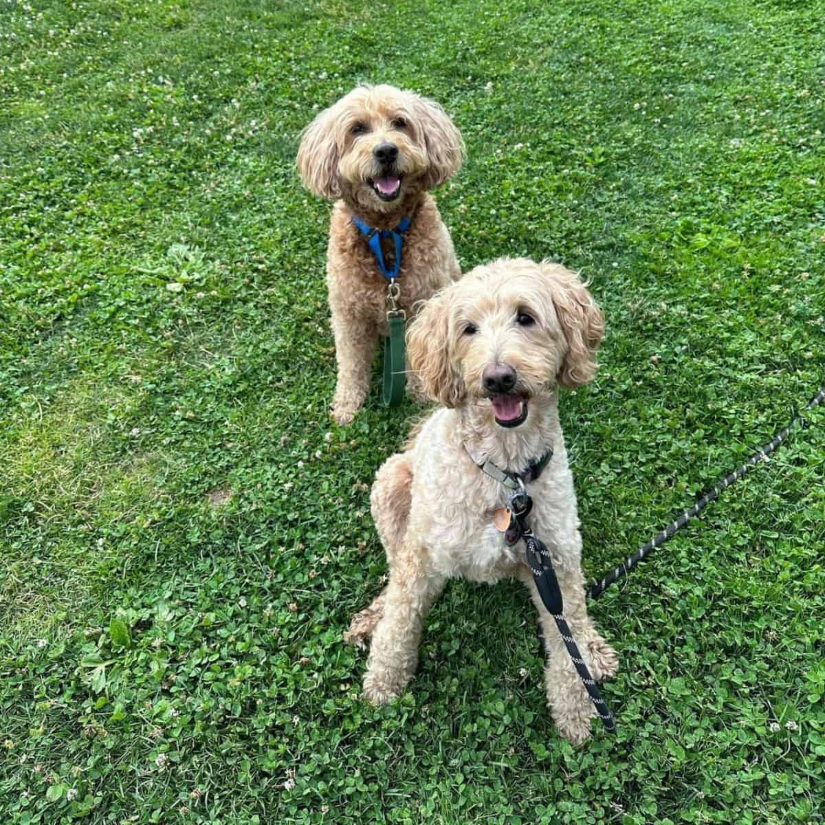 Goldendoodles at the park