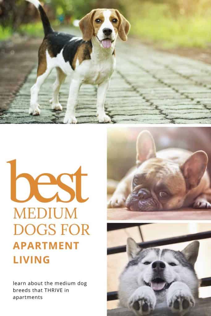 medium sized dogs that can live in apartments