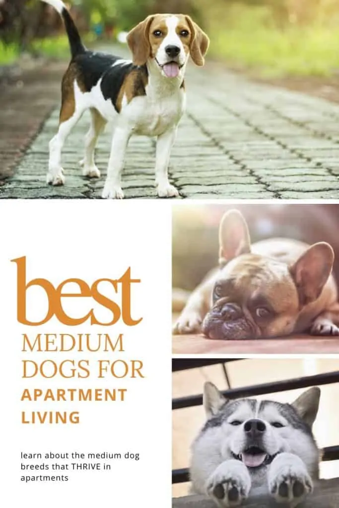 good medium sized dogs for apartments
