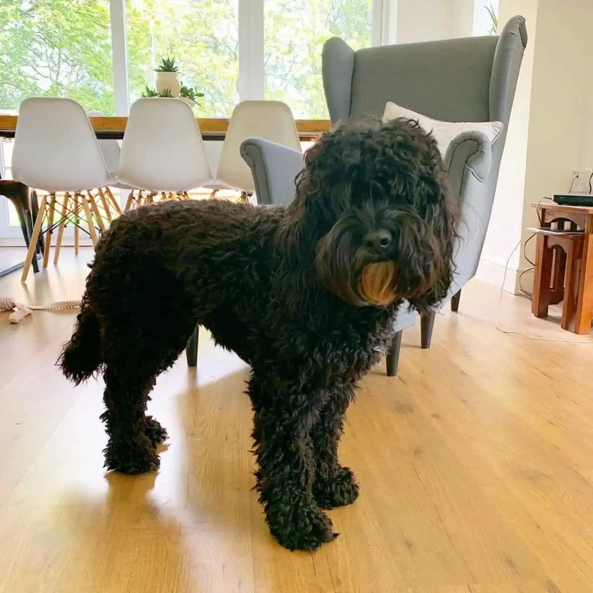 hair covering Cockapoo eyes