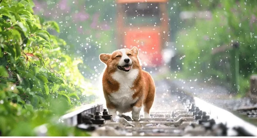 happy short legged corgi