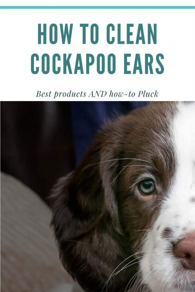 how to clean cockapoo ears