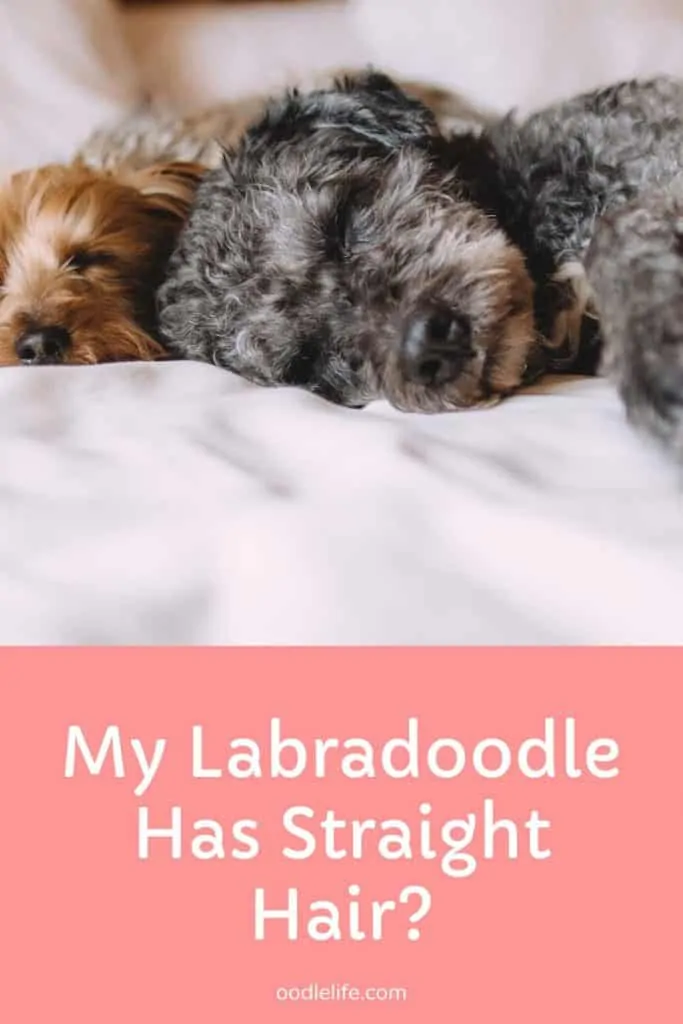 labradoodle puppy has straight hair