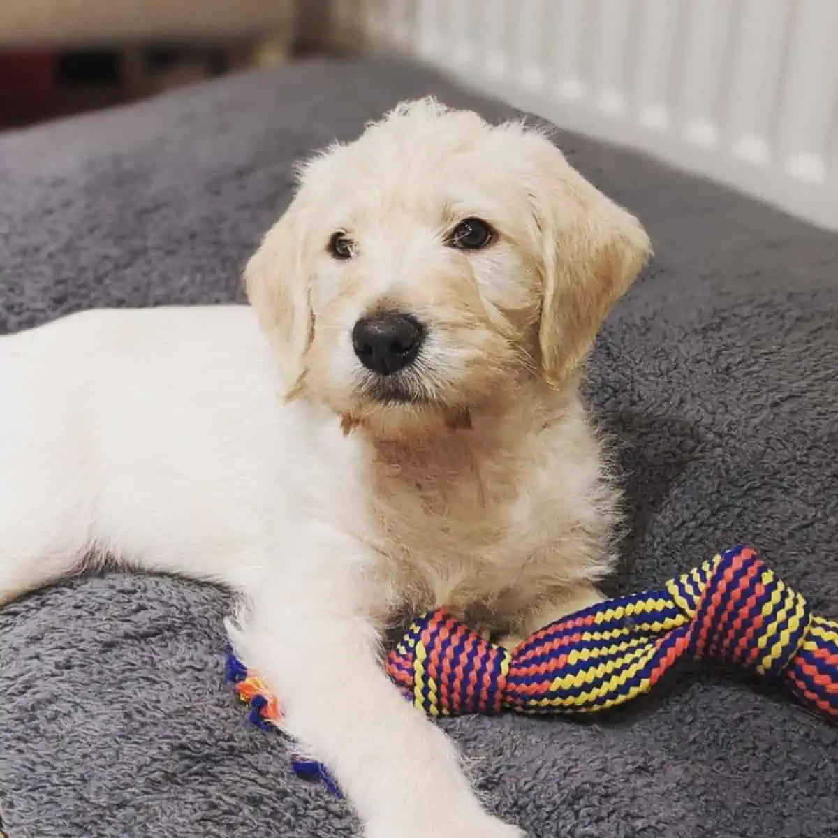 Labradoodle puppy with toy
