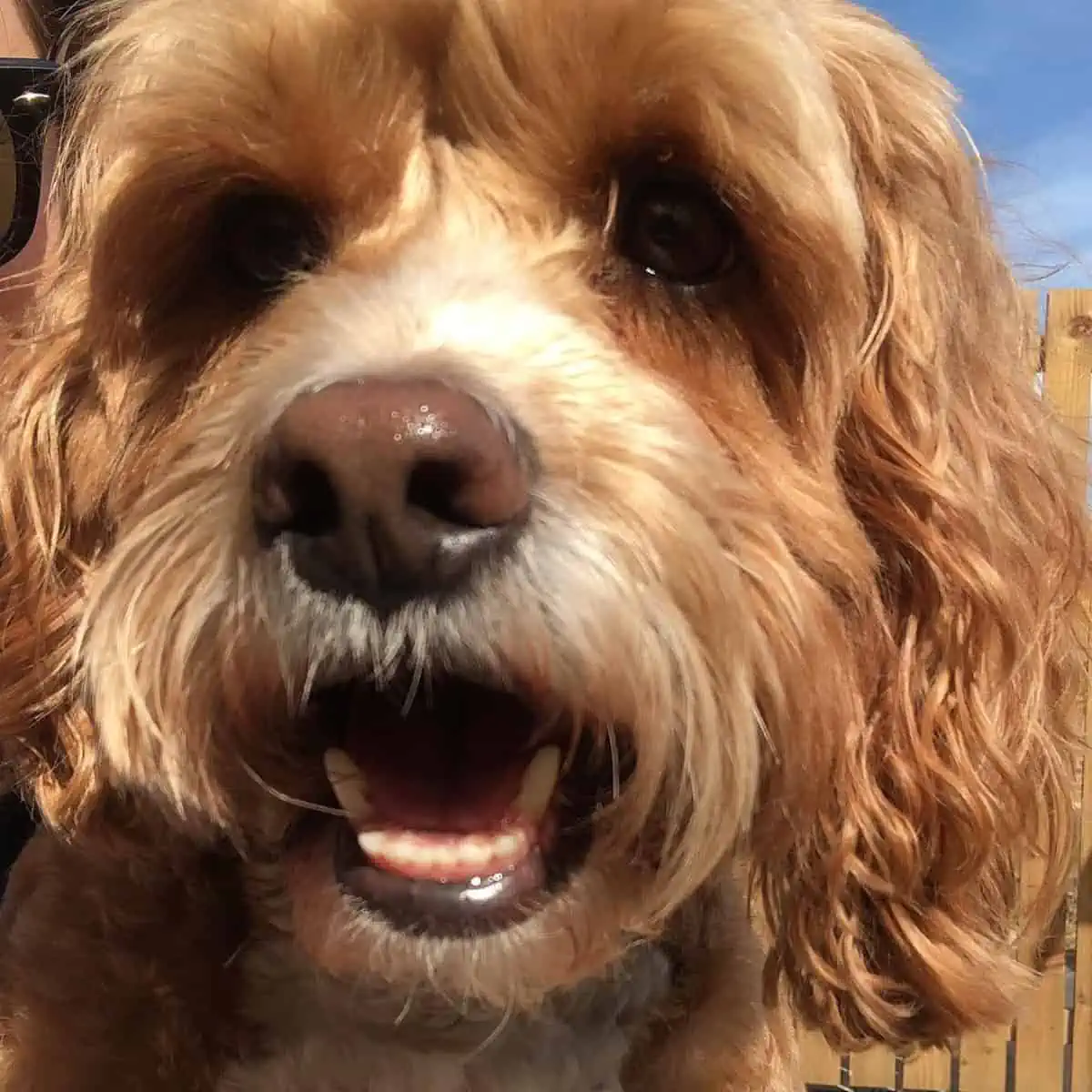 lower teeth of Cockapoo