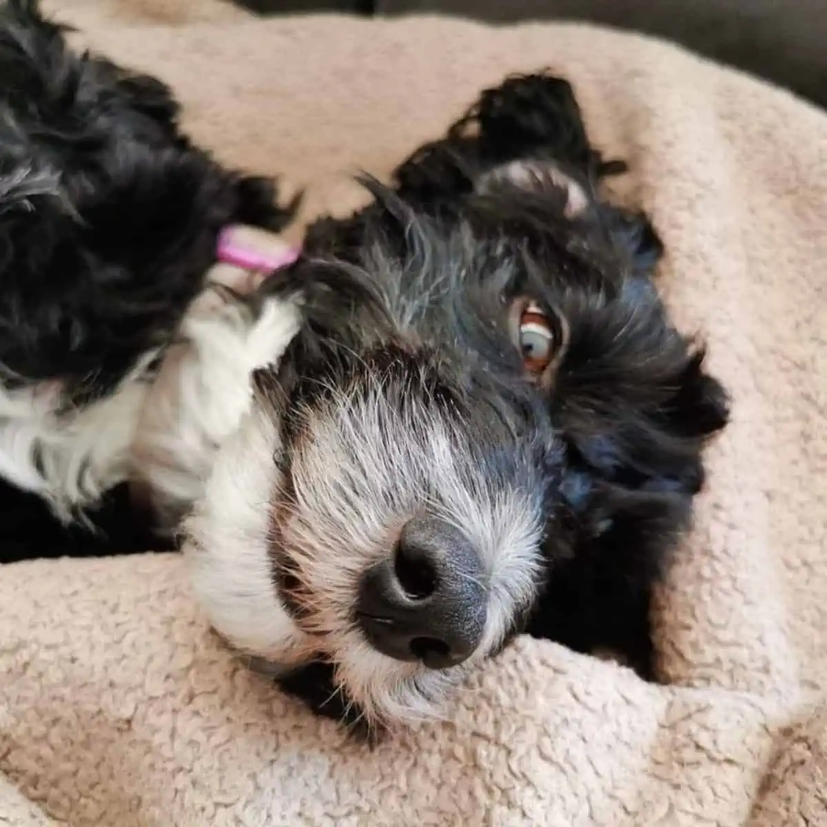 lying Cockapoo for ear cleaning