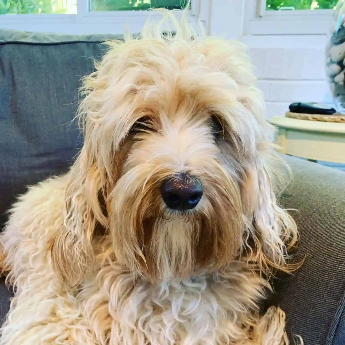 old Cavapoo on couch