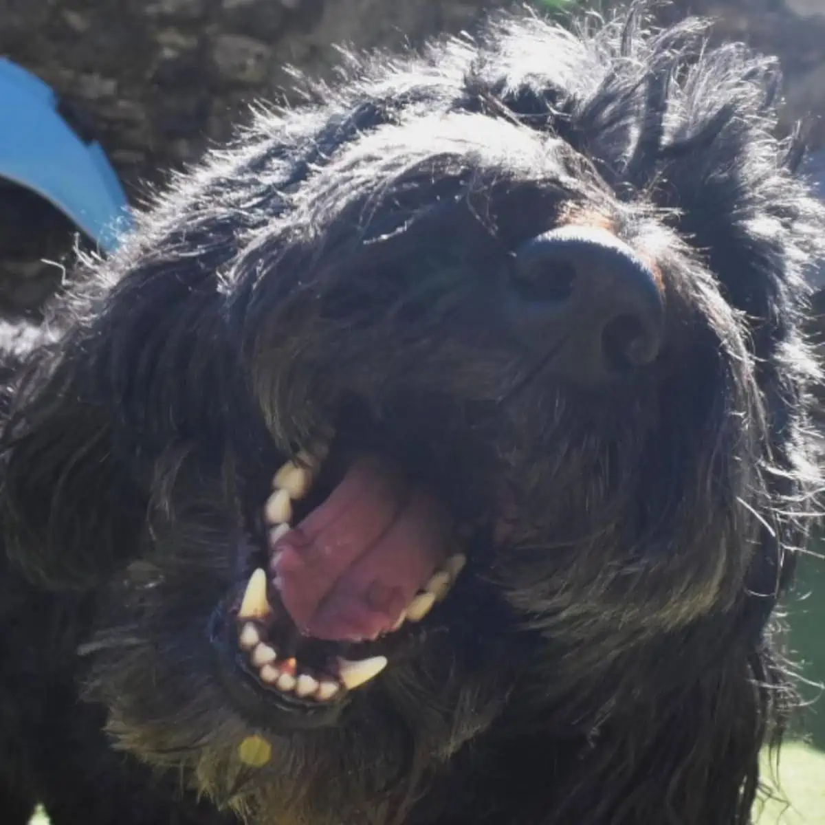 open mouth of Cockapoo