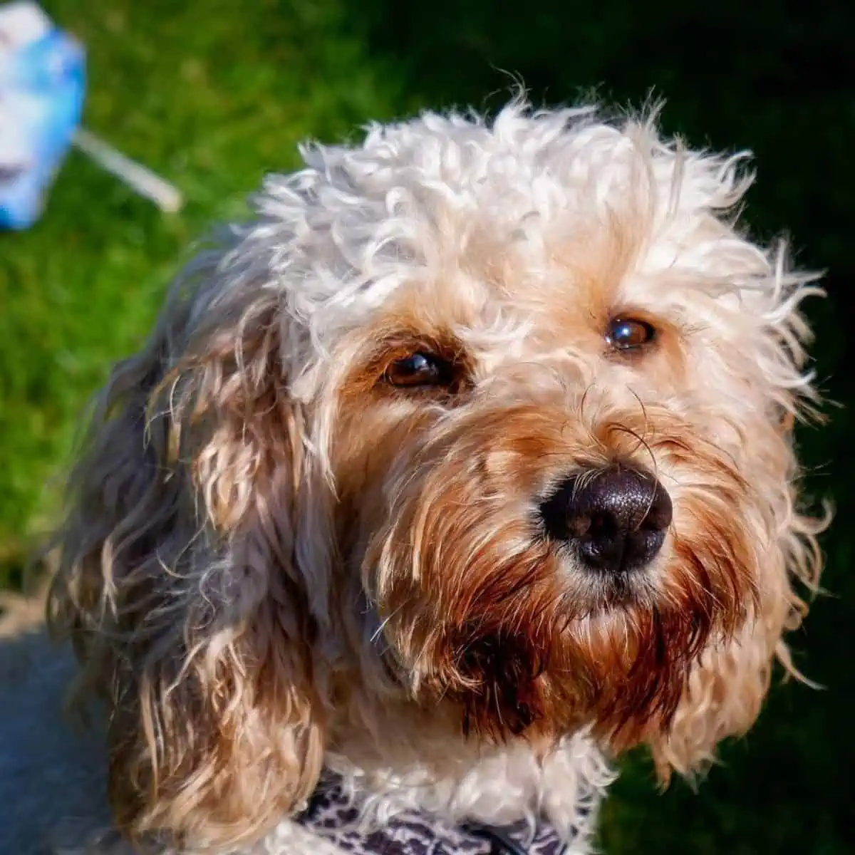 proper grooming for Cockapoo