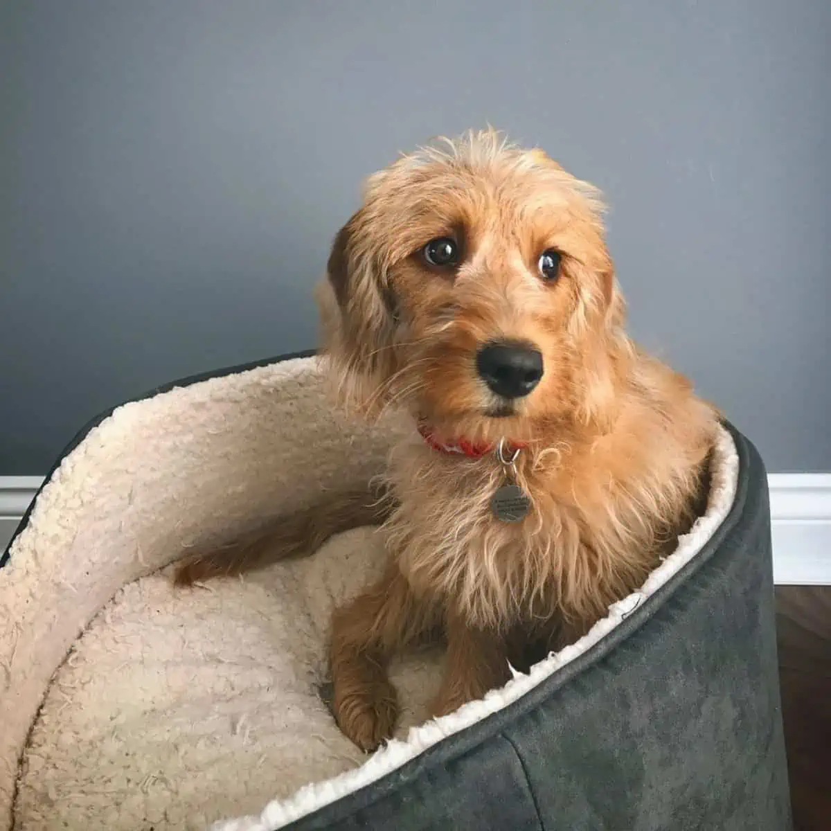 puppy on his bed
