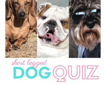 short dog quiz