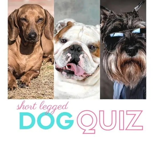 Short Legged Dog Quiz – Can you identify the short leg dog  breeds?