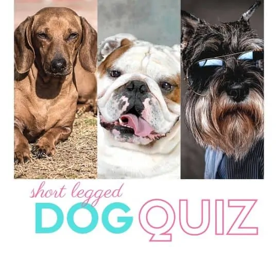 short dog quiz