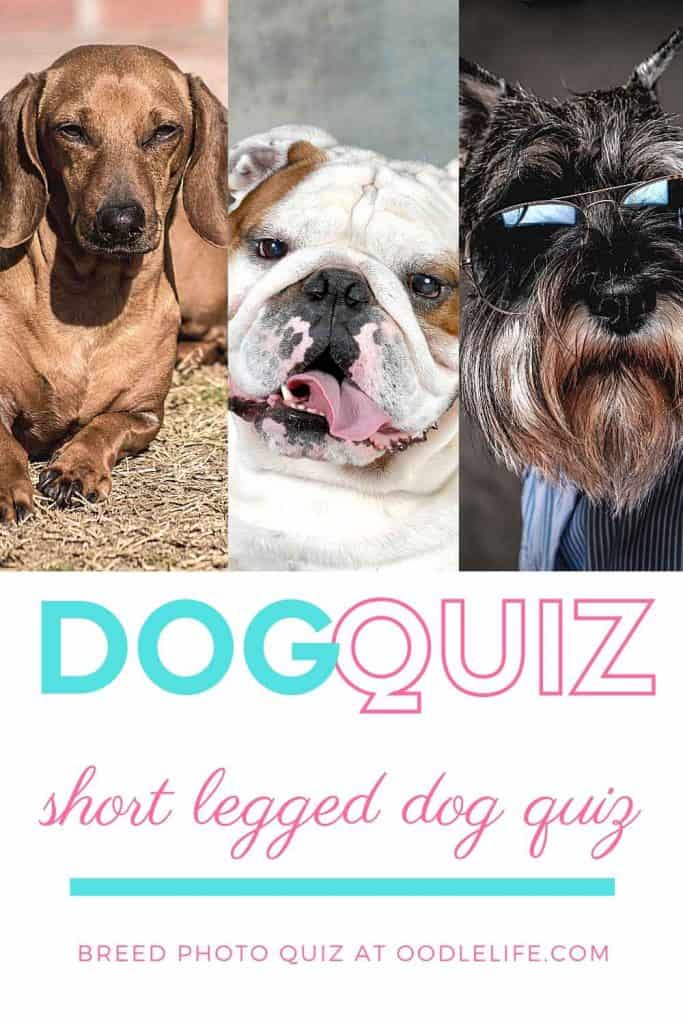 Short Legged Dog Quiz Can you identify the short leg dog breeds