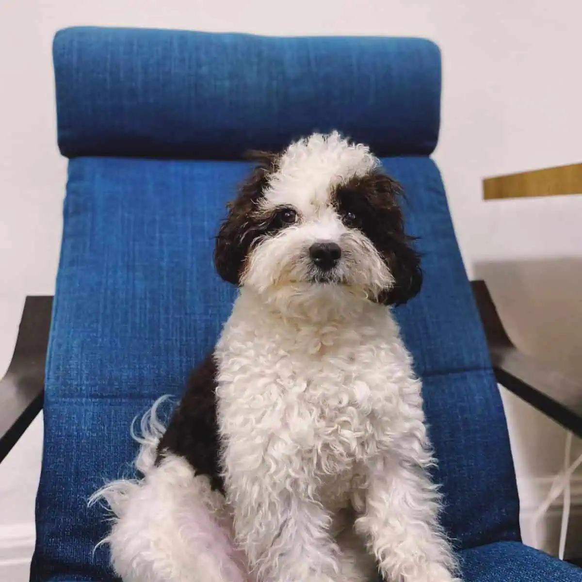 sitting Cavapoo waits for appointment at the clinic