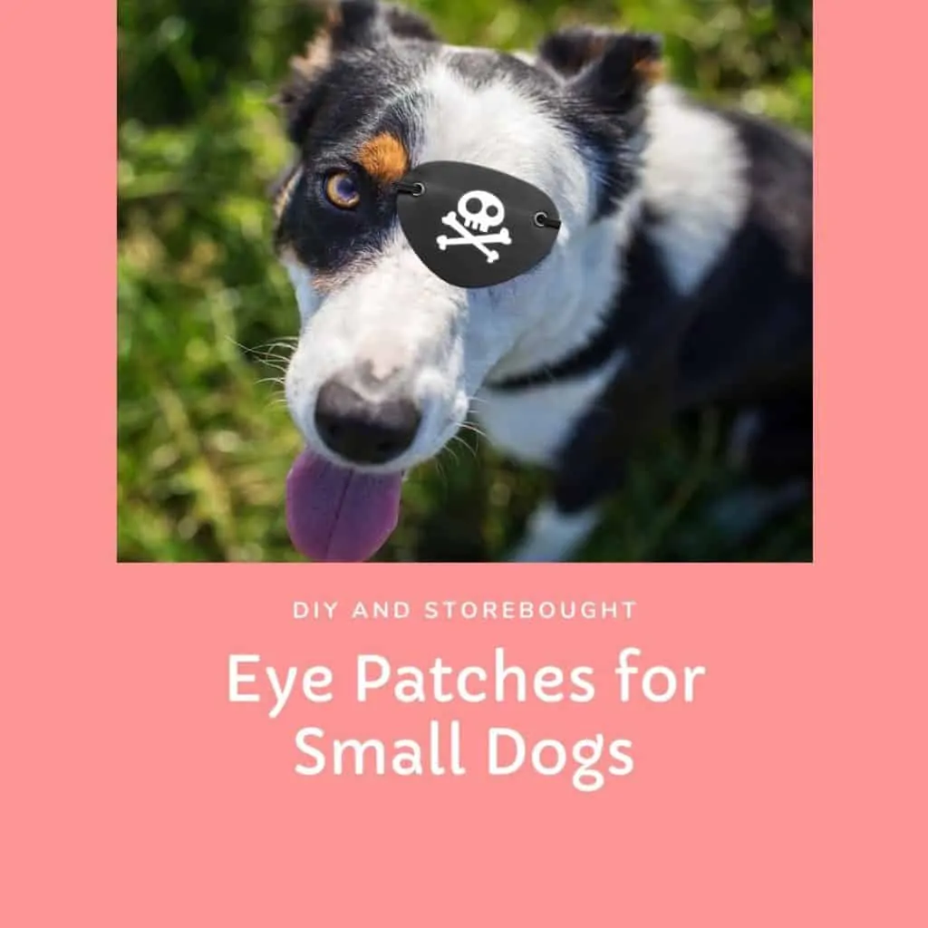 eye patch for small dog