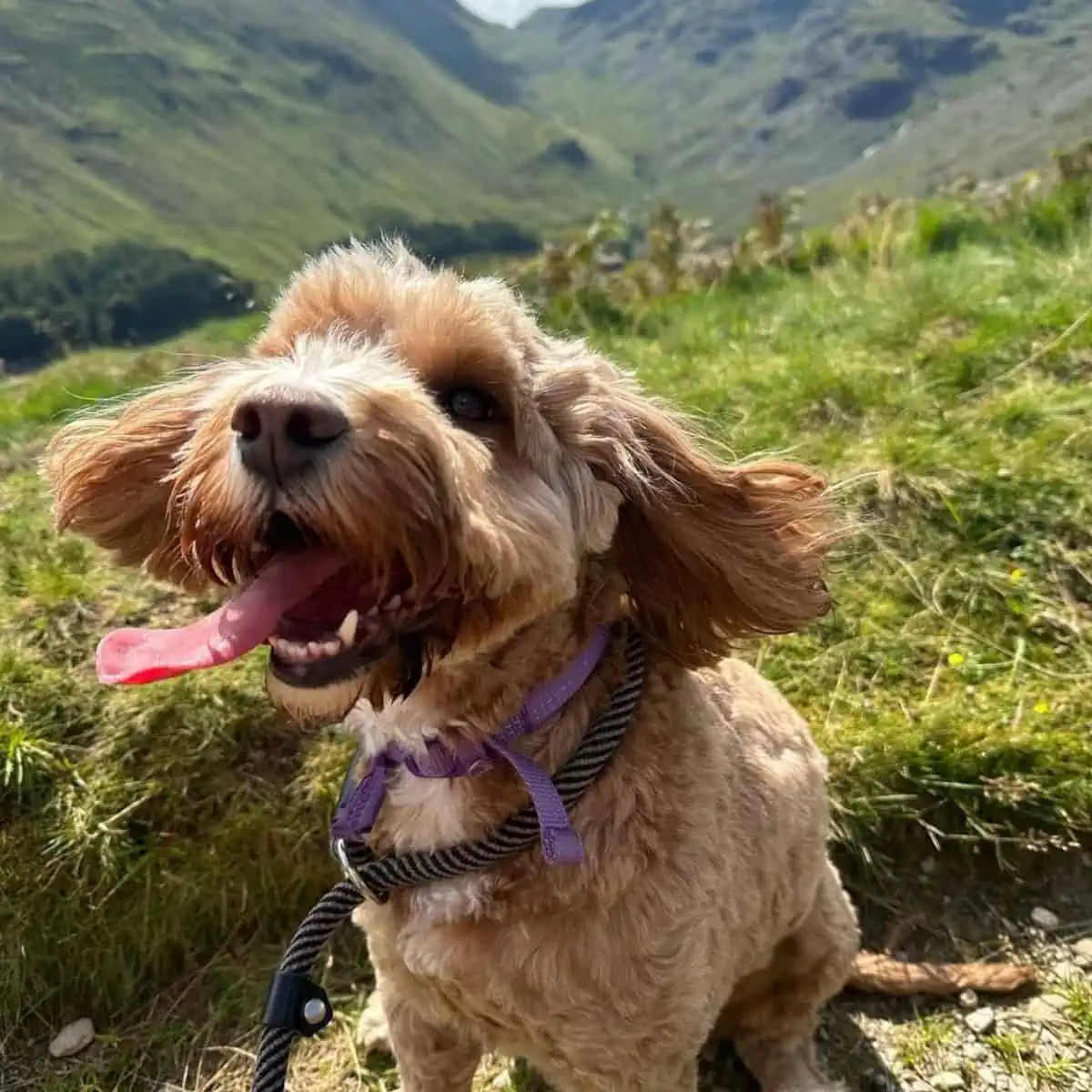 smiling Cockapoo on a hike