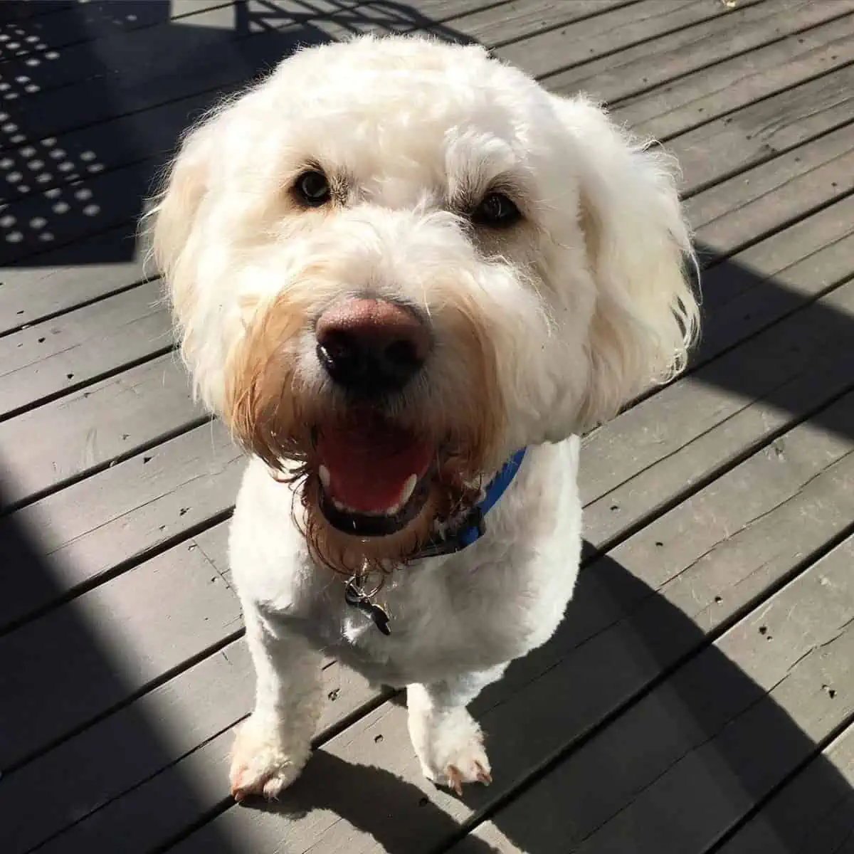 talkative Goldendoodle with owner