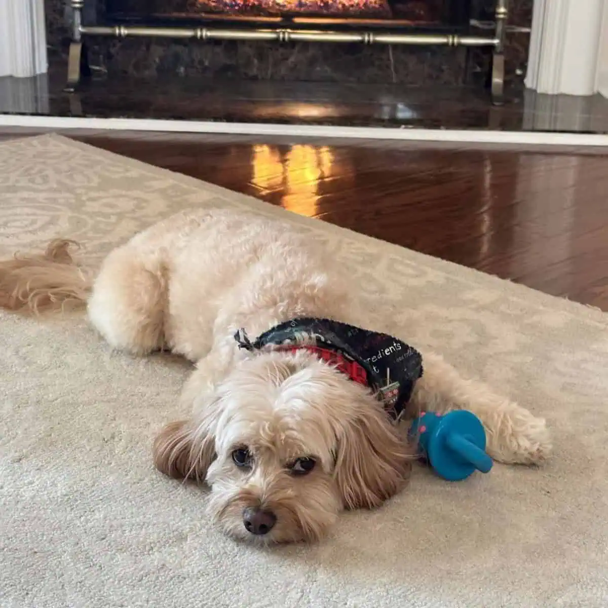 tired Cavapoo lying on the carpet