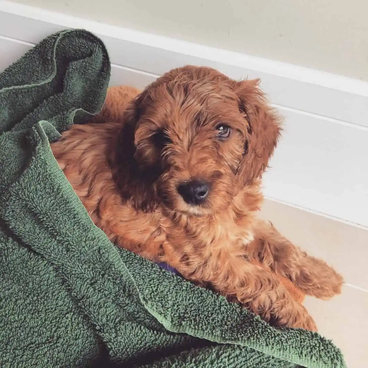 towel to warm Cockapoo