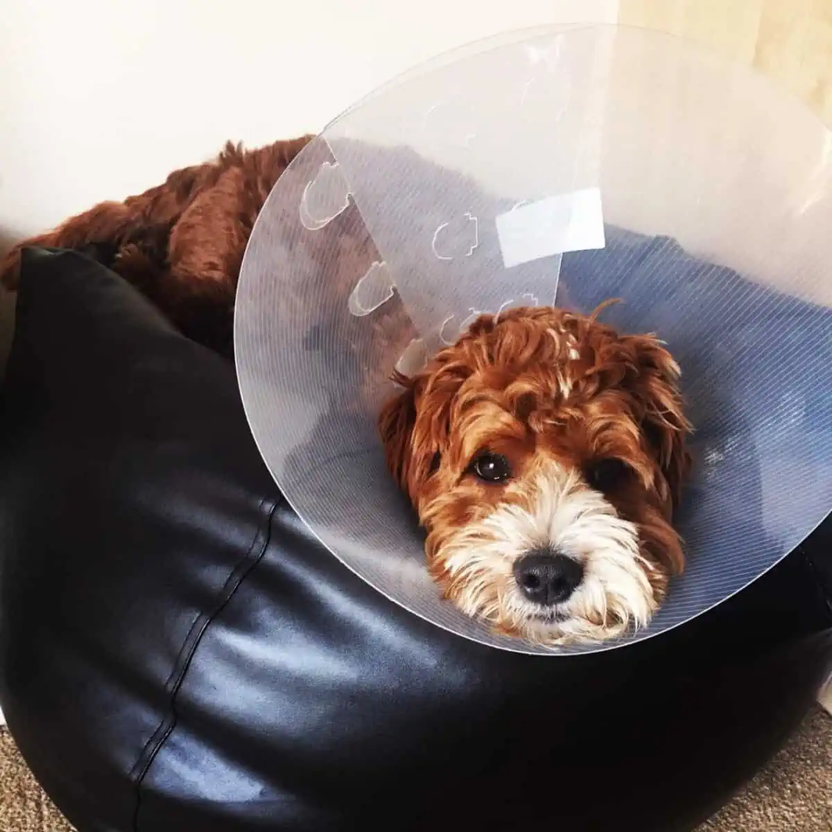 vet check-up for Cockapoo