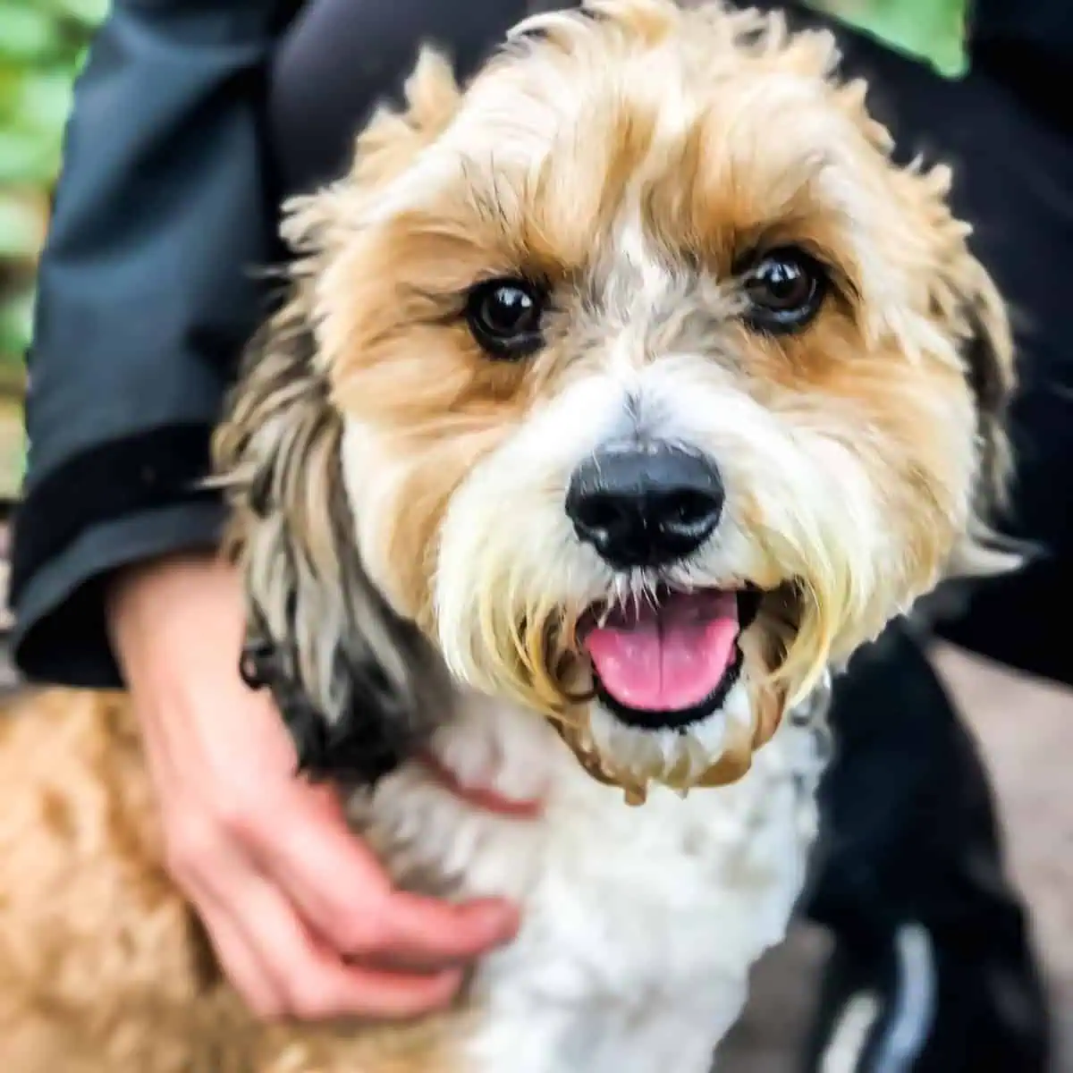 walking Cavapoo with owner