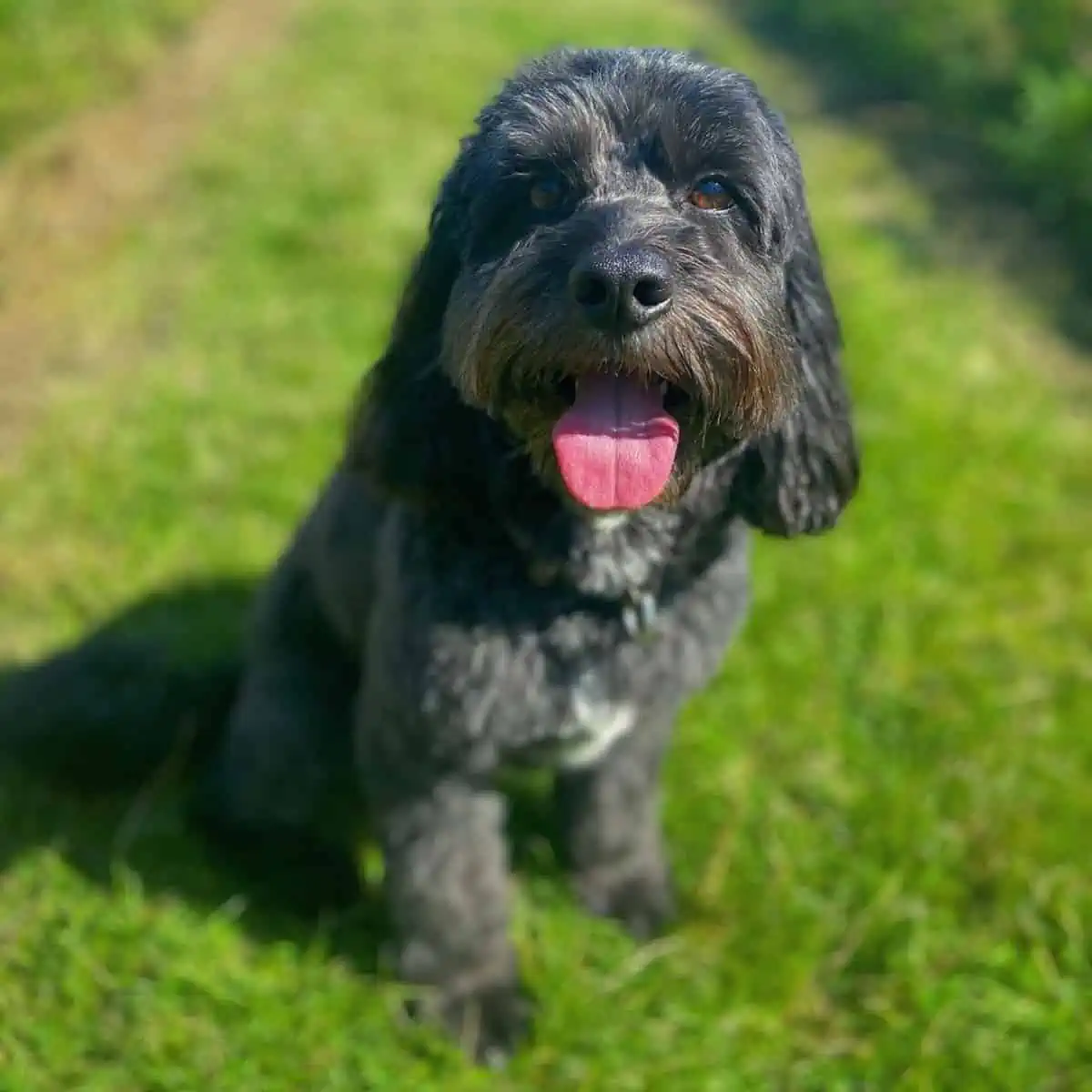 well-groomed Cockapoo panting