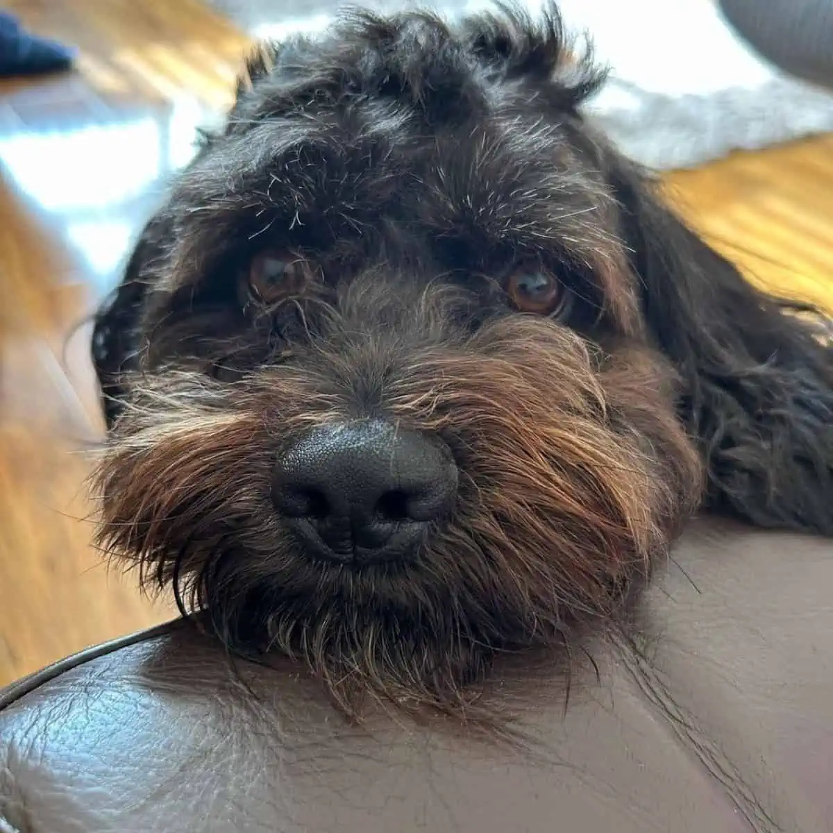 well-trained Cockapoo sniffs owner