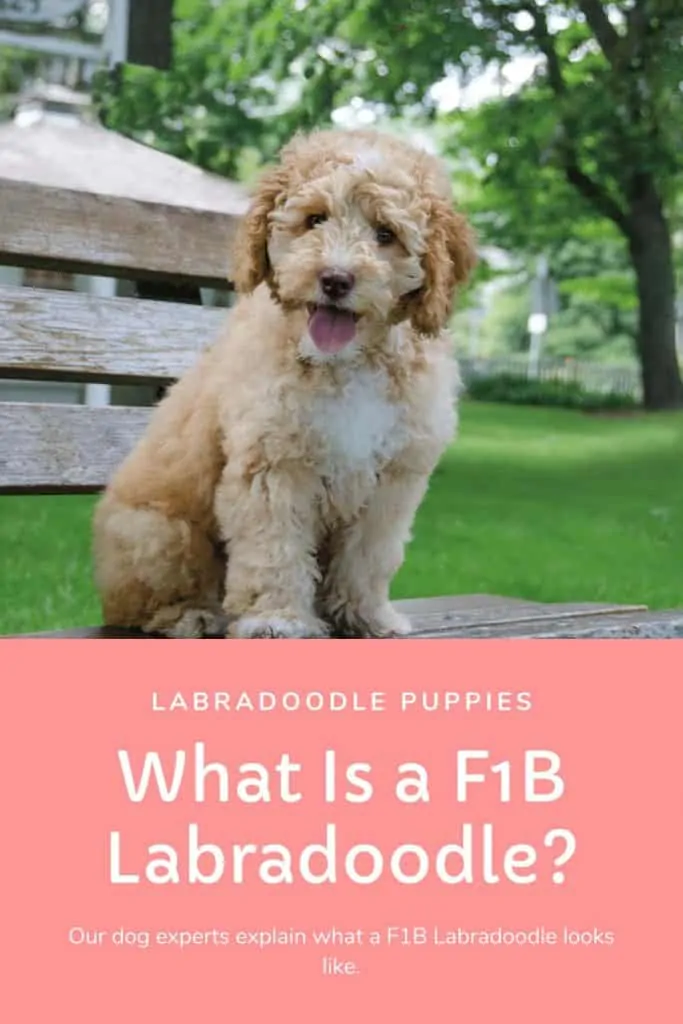 what is a f1b labradoodle