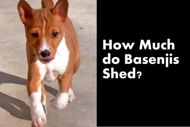 Do Basenjis Shed? [How Much?]