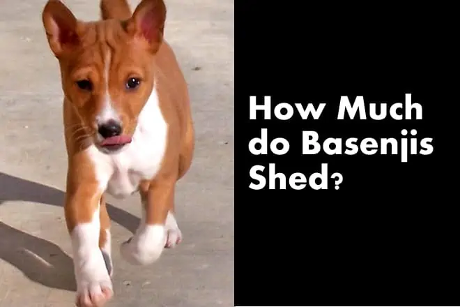 How Much do Basenjis Shed