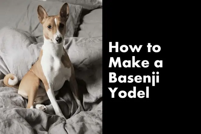 How to Make a Basenji Yodel? (Steps and Video)