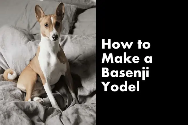 How to Make a Basenji Yodel