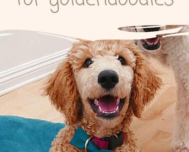 julius k9 harness cockapoo